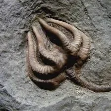 crinoide.jpeg