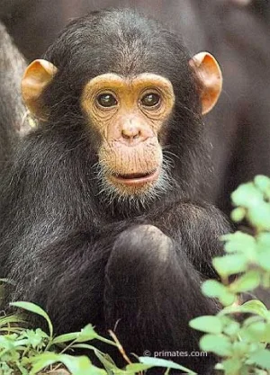 chimpanze_05.jpg