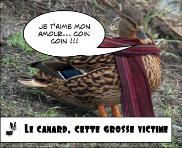 Le-canard1.jpg
