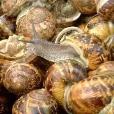 petit gris escar.jpg