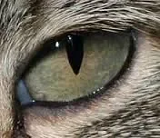 oeil de minet.png