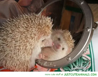 cute-animals-baby-happy-hedgehog-looking-mirror-pics.jpg