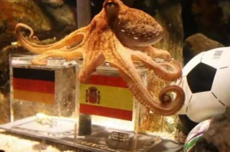 pulpo.jpg
