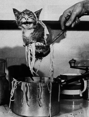 catfood.jpg