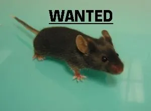 wanted.jpg