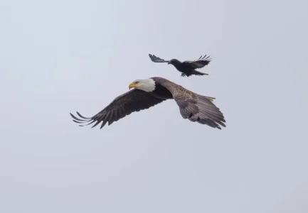 bird-1.jpg