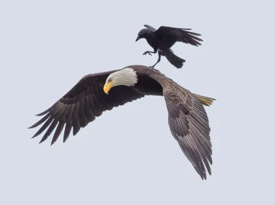 bird-2.jpg