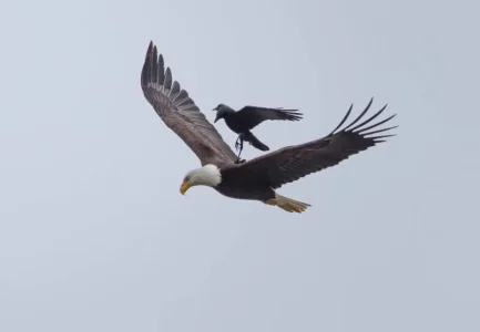 bird-3.jpg