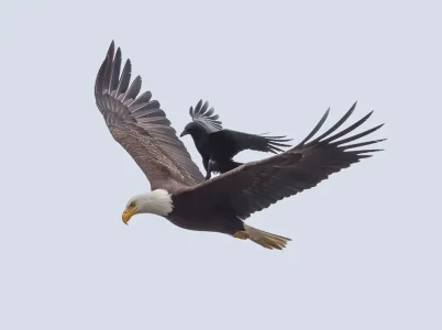 bird-4.jpg