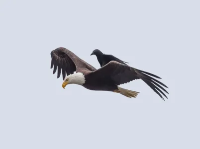 bird-5.jpg