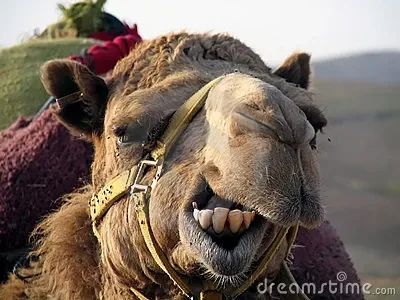 chameau-de-sourire--thumb150610.jpg