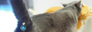 cat-butt-gem-jewel-twinkle-tush-1.jpg