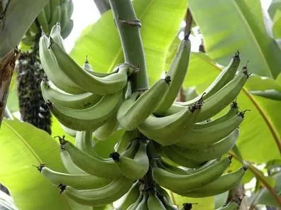 regime_banane.jpg