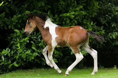 da-vinci-horse-pattern-north-yorkshire-9.jpg