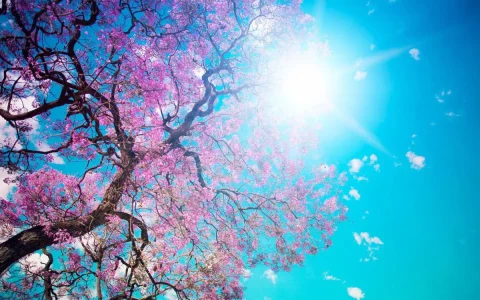 cesieri sakura.jpg