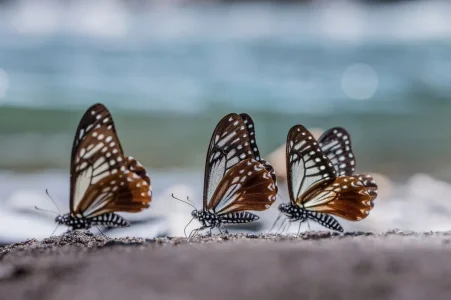 butterflies.jpg