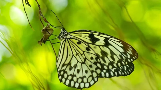 butterfly2.jpg