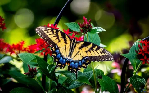 papillon fleur.jpg
