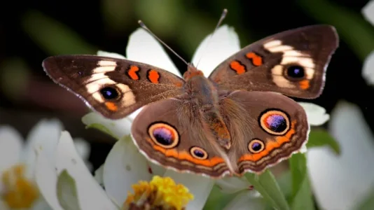 papillonnn.jpg