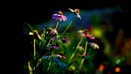 fleurs 2.jpg