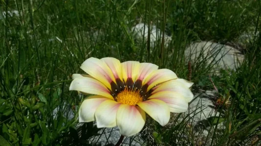 fleurs 3.jpg
