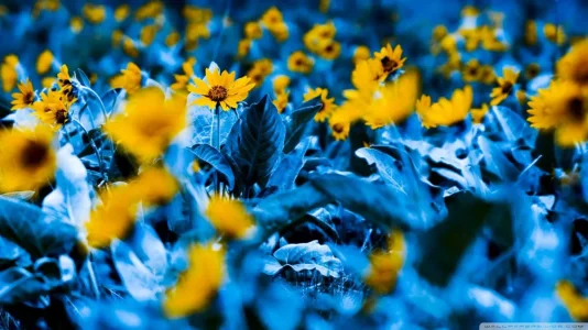 fleurs 4.jpg