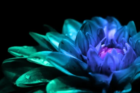 fleurs 6.jpg