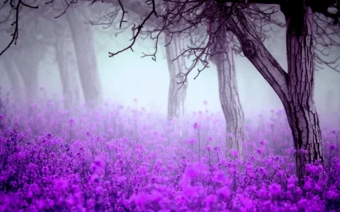 fleurs mauve.jpg