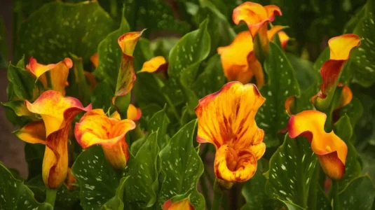 flower.jpg