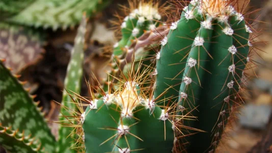 cactus 2.jpg