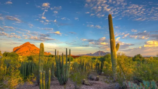 cactus.jpg