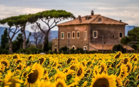 sunflower 2.jpg