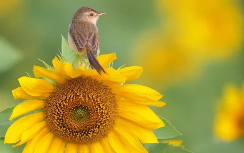 sunflower 4.jpg
