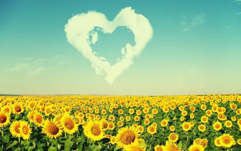 sunflower.jpg