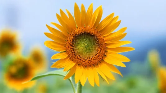 tournesol 2.jpg