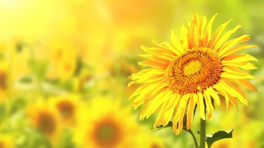 tournesol.jpg
