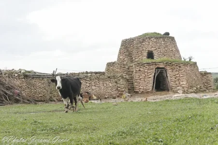 tazota.jpg