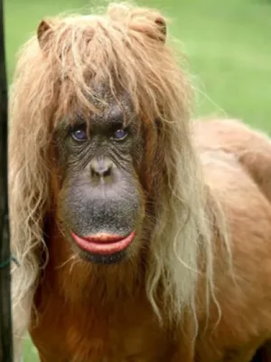 autres-singes-autres-chiens-france-1499292255-826633.jpg