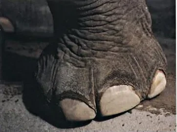 patte-elephant.jpg