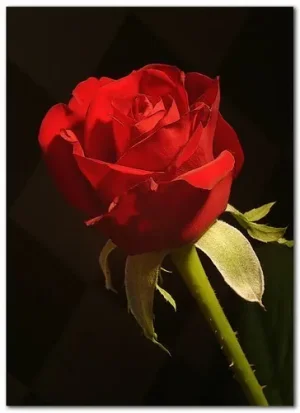 rose.jpg