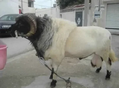un beau bélier de l'Aid .jpg