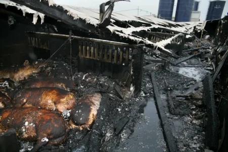 800-cochons-ont-peri-dans-l-incendie-incendie-de-la_3225396_800x533p.jpg