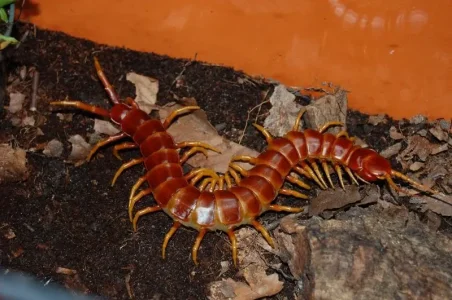 scolopendra_robusta01_24dec2007.jpg