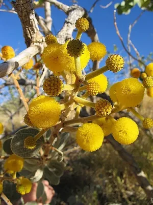 acacia-flower-1.jpg