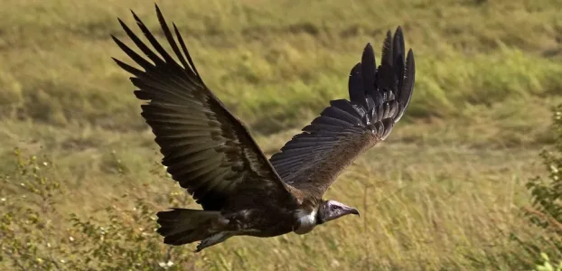 nature.jpg