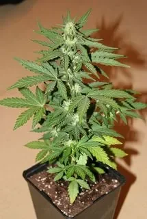 autoflowering.jpg