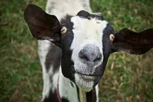 funny-goat.jpg