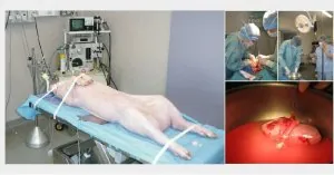 Porc - Médecine.JPG
