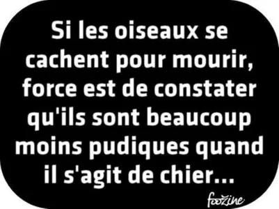 Les oiseaux se cachent pour mourir, mais pas pour *****....jpg