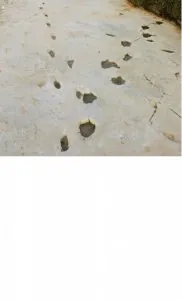 traces.jpg